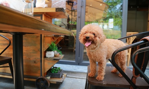 Dog-Friendly Dining in Seattle Cover Image